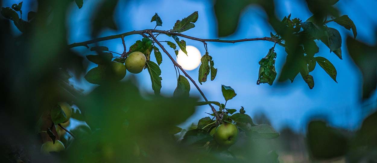 Et pourquoi pas jardiner avec la lune ?