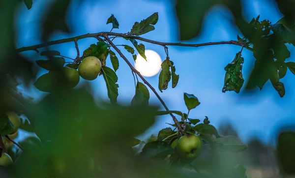 Et pourquoi pas jardiner avec la lune ?