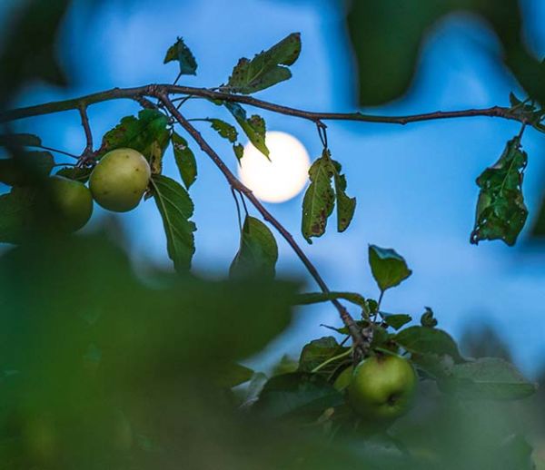 Et pourquoi pas jardiner avec la lune ?