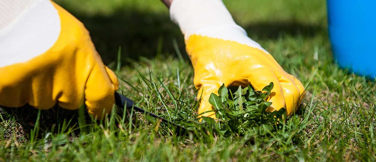 Comment désherber votre pelouse de manière écolo ?