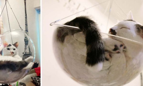 Voici le panier idéal pour que votre chat regarde le monde d'en haut... et vous amuse
