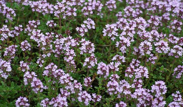 Fleurir sa piscine sans avoir de saletés dans le bassin - Comment ...