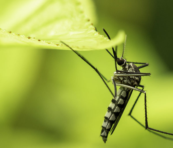 Des solutions naturelles contre les moustiques-tigres !- Plantes et Santé