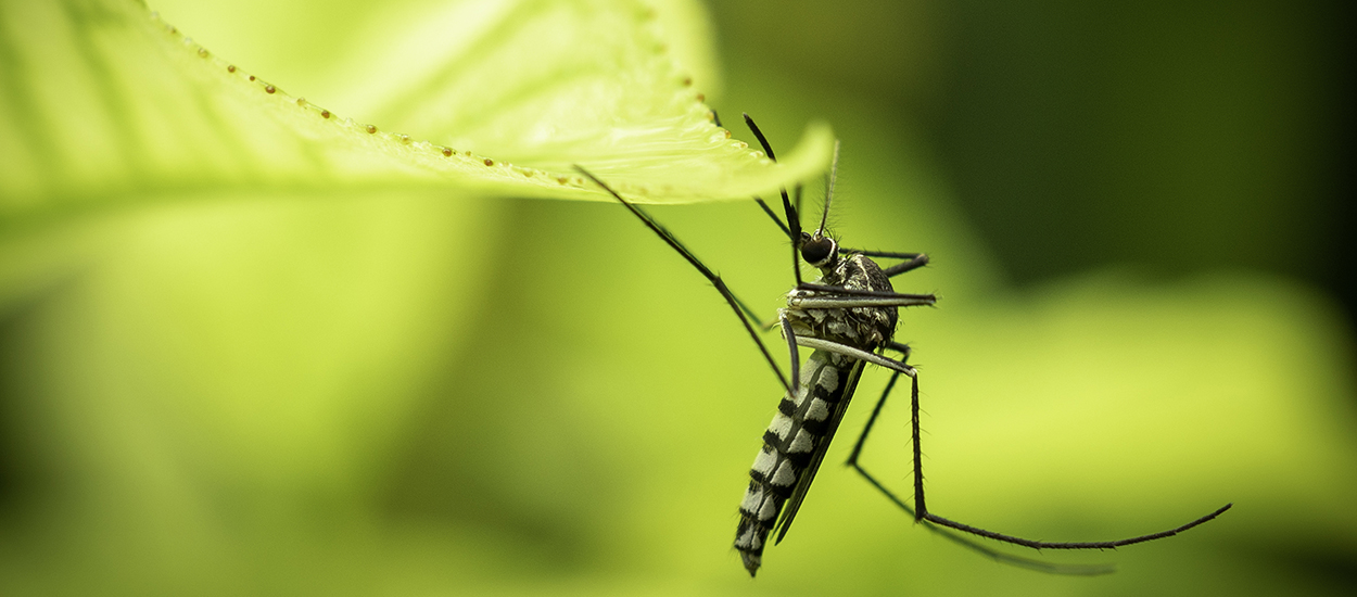 16 plantes anti-moustiques pour lutter contre leur présence en été (et autres conseils)