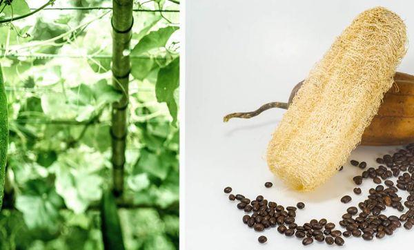 Faites pousser vos éponges naturelles dans votre jardin !