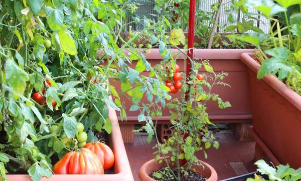Un potager en permaculture sur votre balcon, c'est possible !