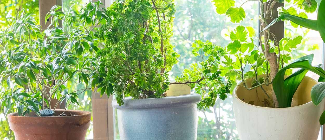 10 systèmes pour arroser vos plantes en votre absence