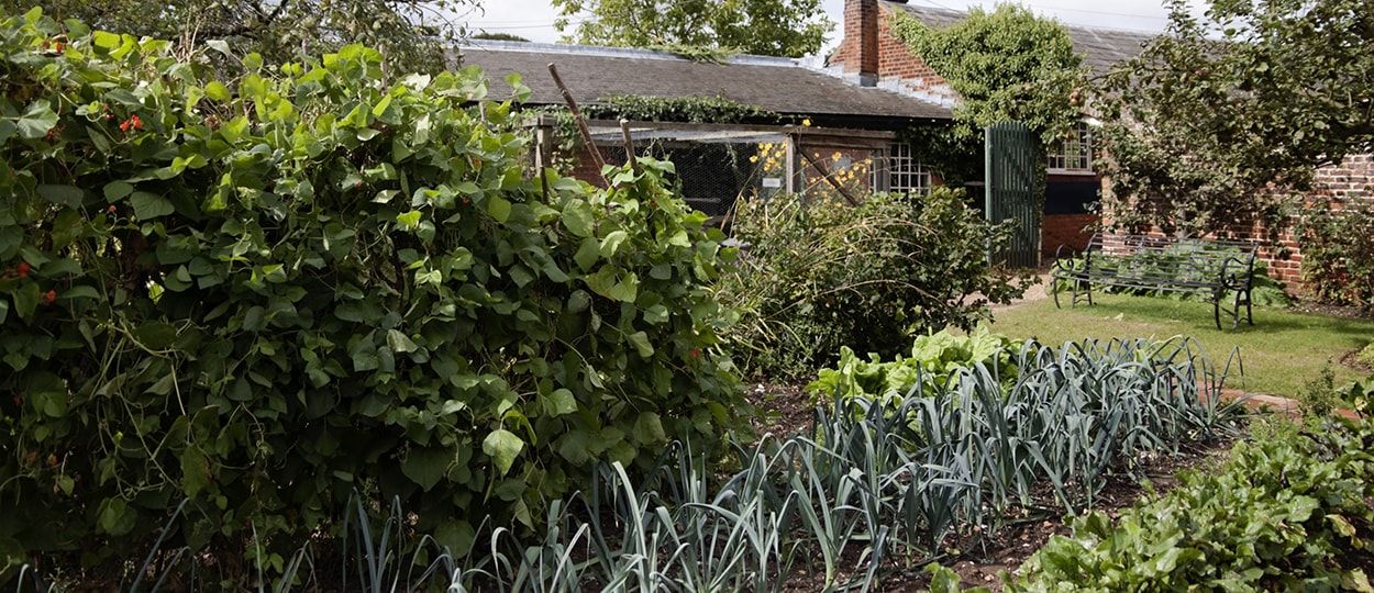 Calendrier du potager : Que semer, planter et récolter en juillet ?