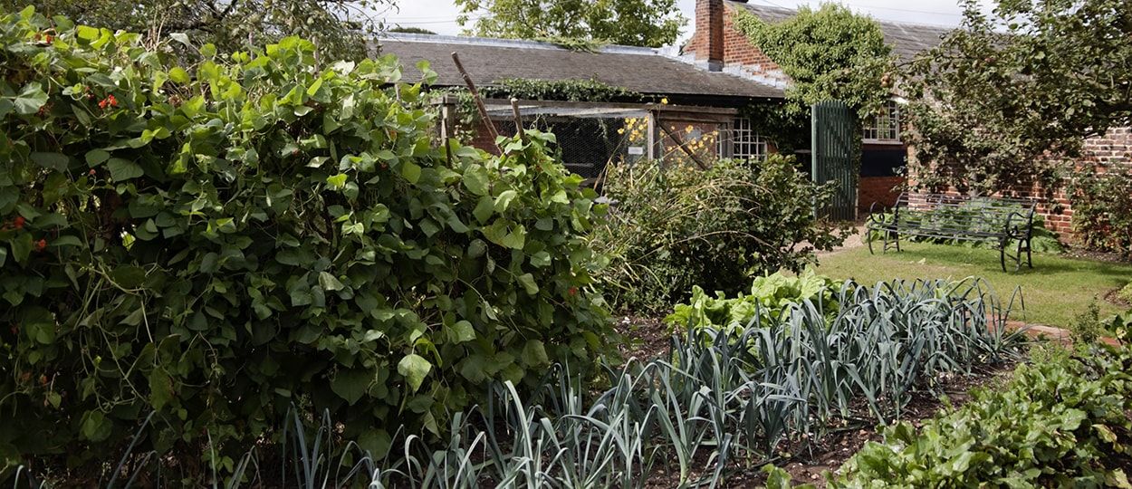 Calendrier du potager : Que semer, planter et récolter en juillet ?