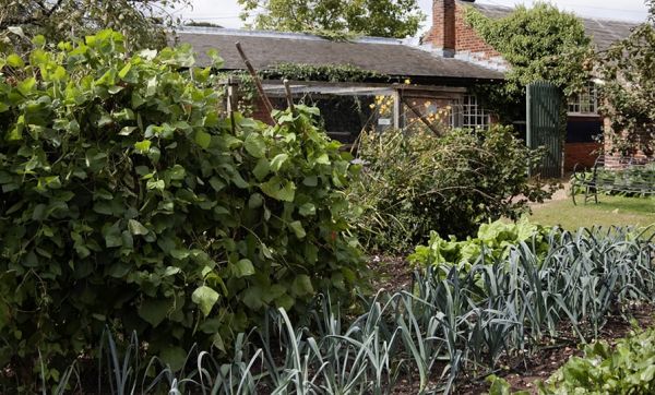 Calendrier du potager : Que semer, planter et récolter en juillet ?