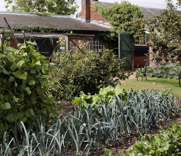 Calendrier du potager : Que semer, planter et récolter en juillet ?