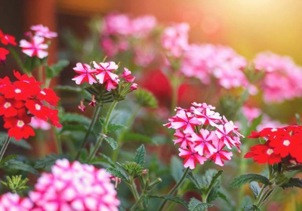 Comment éviter Les Moustiques Au Jardin Plantes Anti