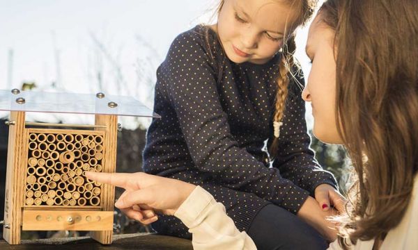 Votre prochain animal de compagnie ? Des abeilles inoffensives dans le jardin