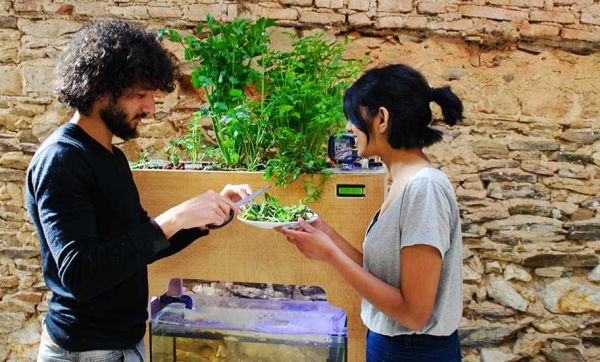 Aquapioneers : un potager aquaponique en open source pour tout faire pousser à la maison