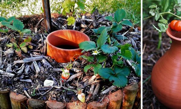 Découvrez les Oyas, ces pots en argile qui arrosent votre jardin tout seuls et économisent l'eau