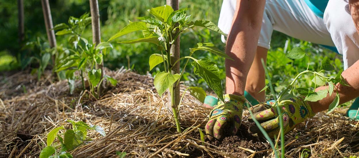 23 idées pour pailler votre jardin et économiser l'eau