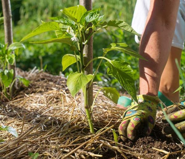 23 idées pour pailler votre jardin et économiser l'eau