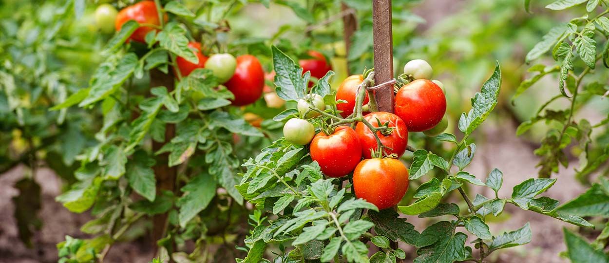 Que faire au potager en août ?