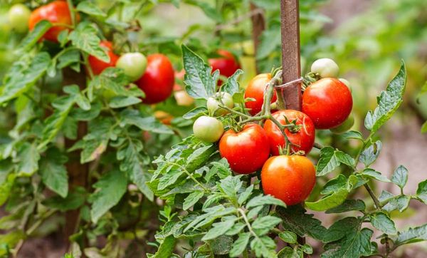 Que faire au potager en août ?