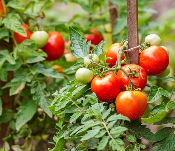 Que faire au potager en août ?