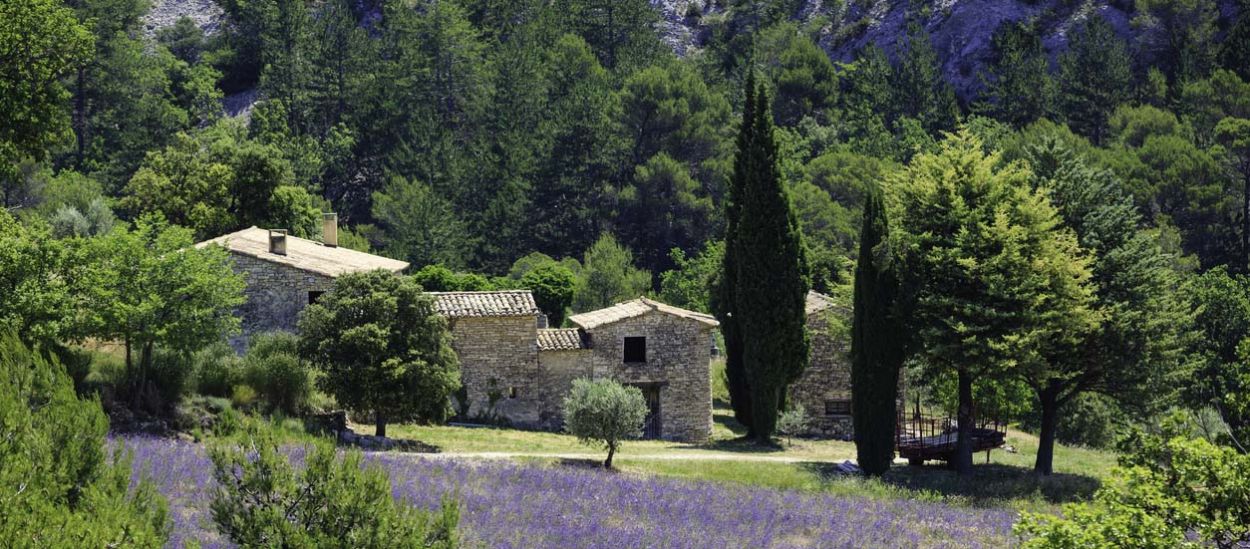 Quelles plantes choisir dans votre jardin pour réduire les risques d'incendie ?