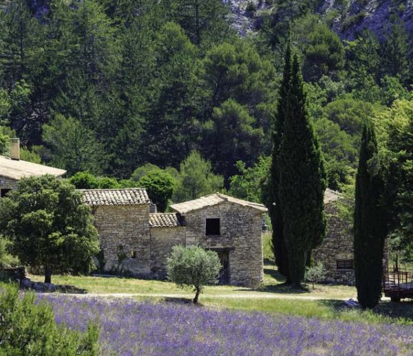 Quelles plantes choisir dans votre jardin pour réduire les risques d'incendie ?