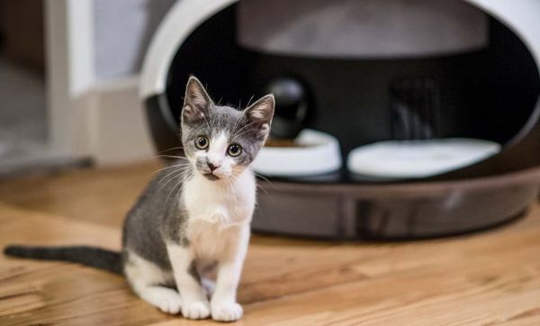 Et si votre chat était nourri par un distributeur connecté ?