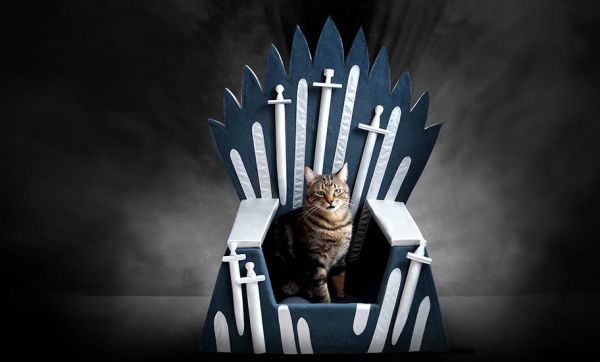 Votre chat aussi a le droit d'être fan de Game of Thrones !