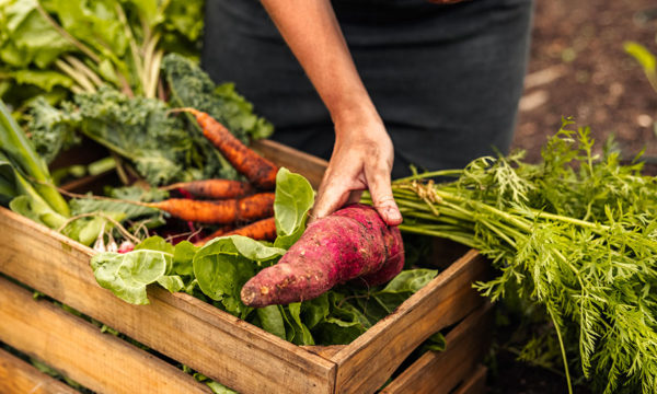 Que faire au potager en septembre ?