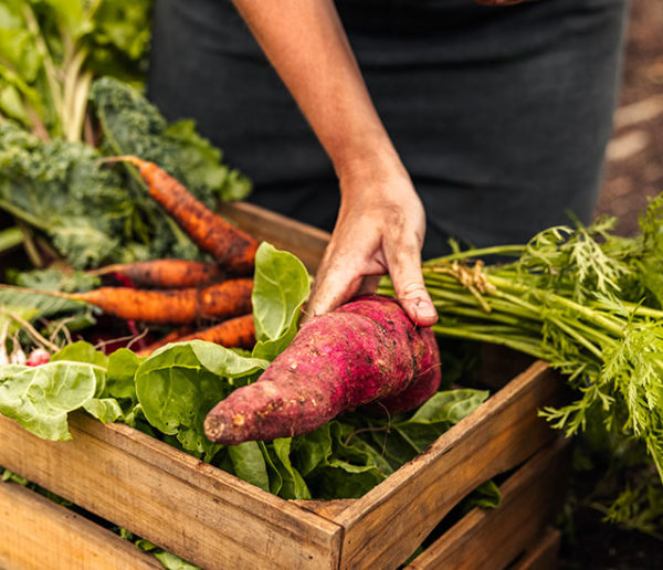 Que faire au potager en septembre ?