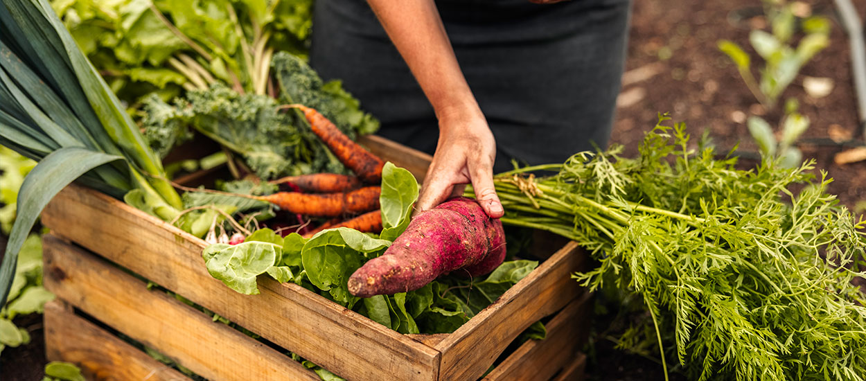 Que faire au potager en septembre ?