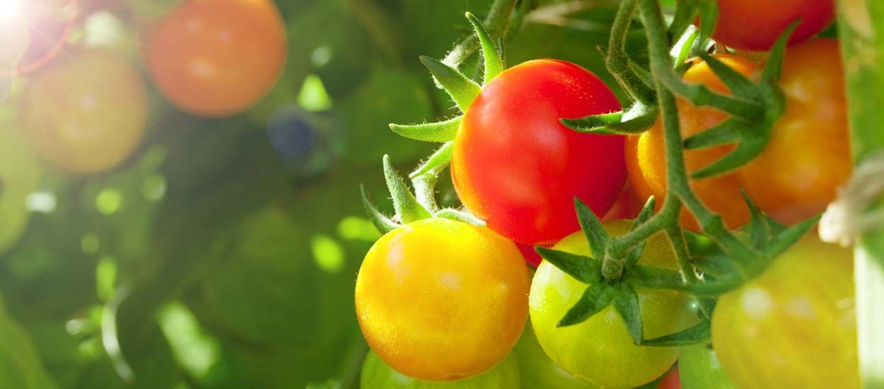 Tuto jardin : voici comment récupérer les graines de vos tomates pour en replanter l'année suivante