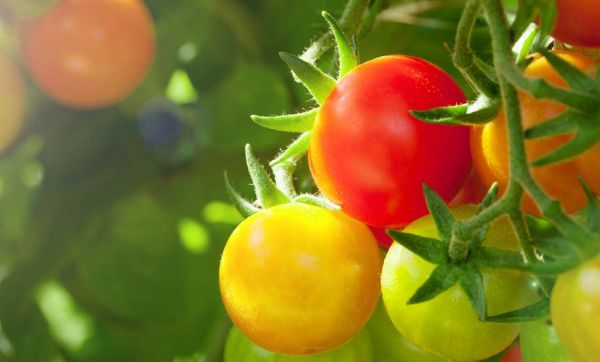Tuto jardin : voici comment récupérer les graines de vos tomates pour en replanter l'année suivante