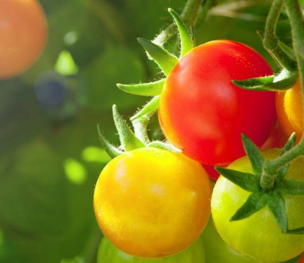 Tuto jardin : voici comment récupérer les graines de vos tomates pour en replanter l'année suivante