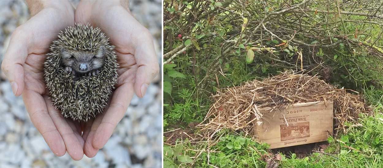 Tuto : deux idées pour fabriquer un petit abri et accueillir les hérissons du jardin