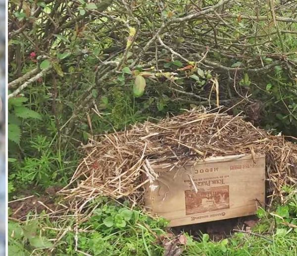 Tuto : deux idées pour fabriquer un petit abri et accueillir les hérissons du jardin