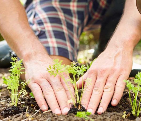 Oasis Citadine : ce jardinier passionné va faire découvrir la permaculture aux urbains