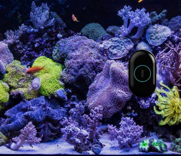 Ce robot intelligent s'occupe d'entretenir votre aquarium