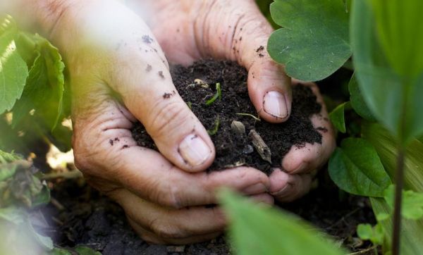 3 techniques pour enrichir la terre de votre potager avec du carton