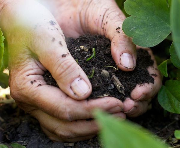 3 techniques pour enrichir la terre de votre potager avec du carton