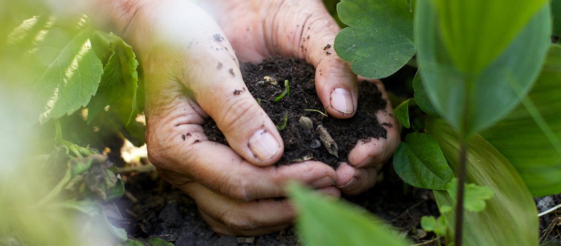 3 techniques pour enrichir la terre de votre potager avec du carton