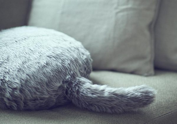 Ceci Est Robot Chat Sans Tete Ni Pattes Concu Pour Vous Reconforter 18h39 Fr Ceci Est Robot Chat Sans Tete Ni Pattes Concu Pour Vous Reconforter 18h39 Fr