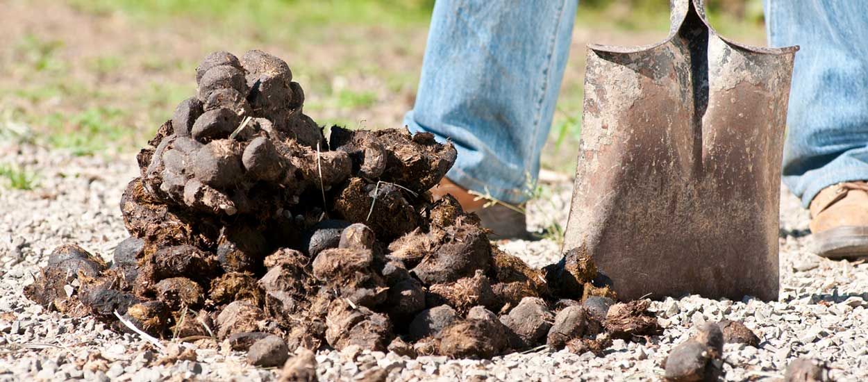 Chauffage écolo : et si on se mettait au crottin de cheval ?