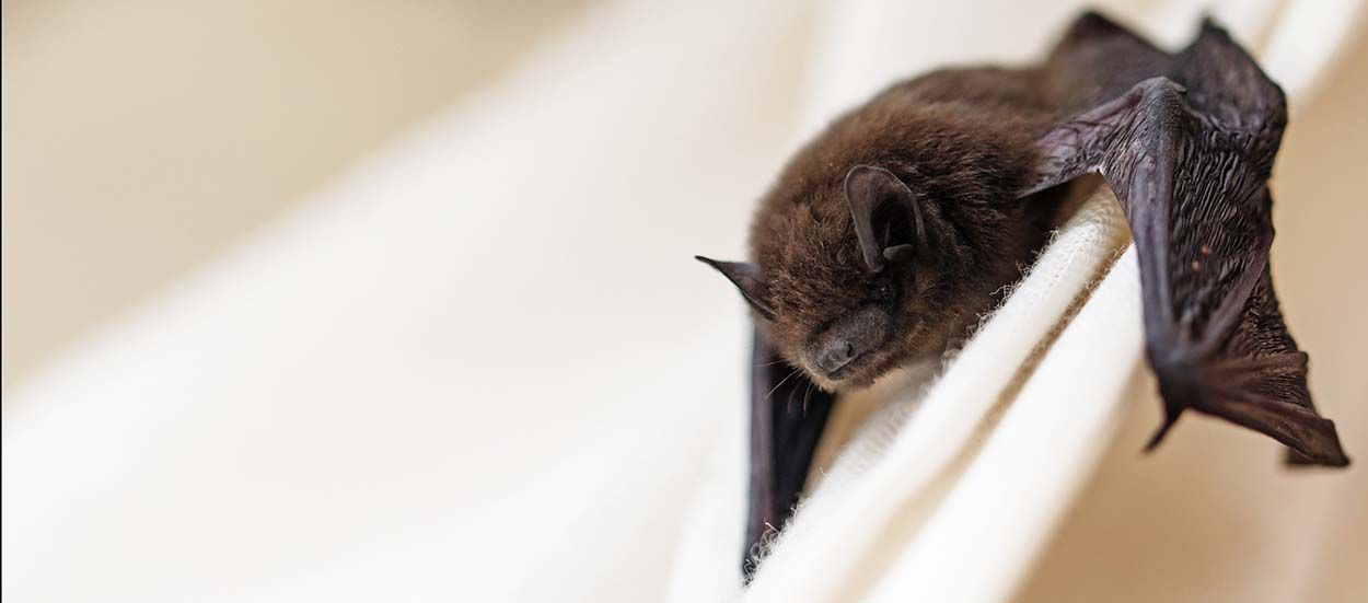 Cette start-up veut sauver les chauve-souris en leur offrant un abri parfaitement adapté