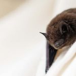 Les chauves-souris sont essentielles à la biodiversité.