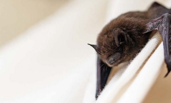 Cette start-up veut sauver les chauve-souris en leur offrant un abri parfaitement adapté