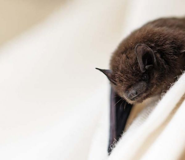 Cette start-up veut sauver les chauve-souris en leur offrant un abri parfaitement adapté