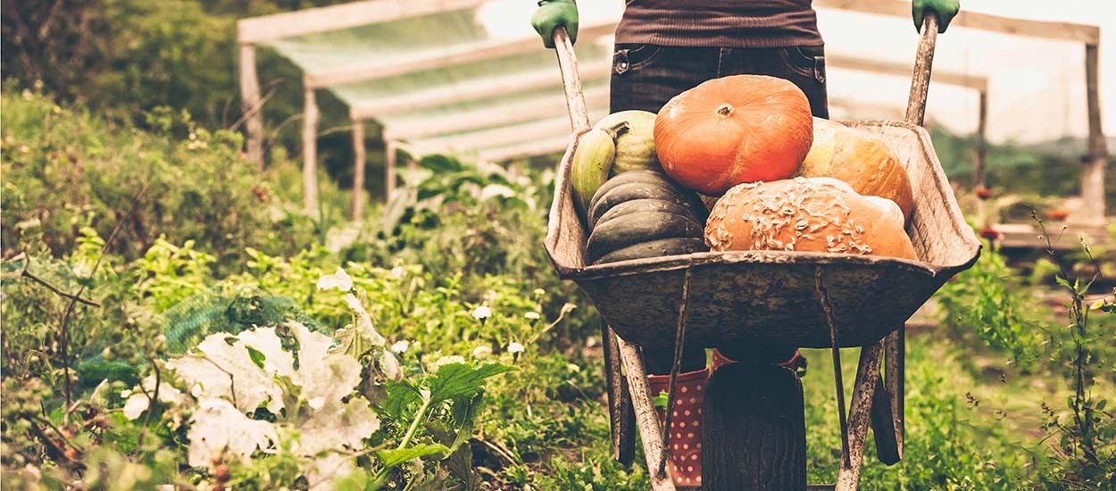 Protéger la terre du potager en hiver