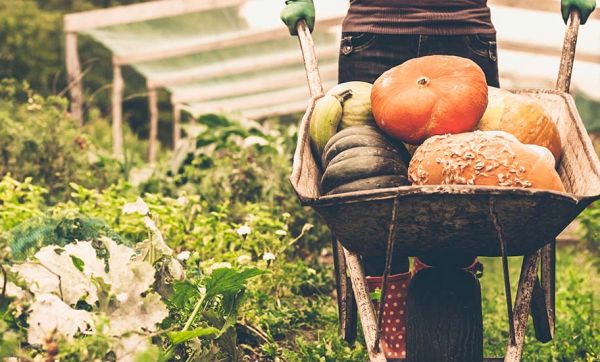 Comment protéger son potager à l'approche de l'hiver ?