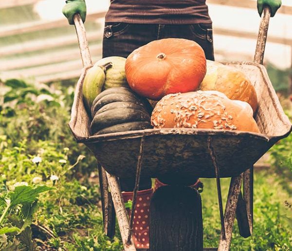 Comment protéger son potager à l'approche de l'hiver ?